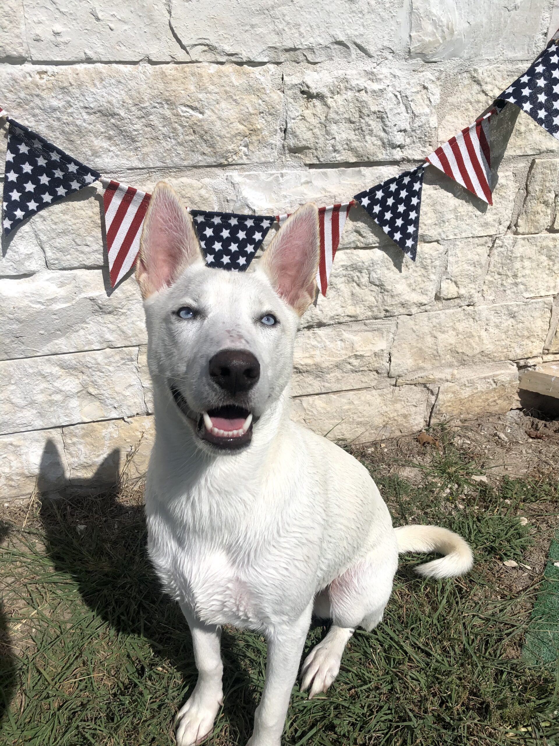 About DogJoy