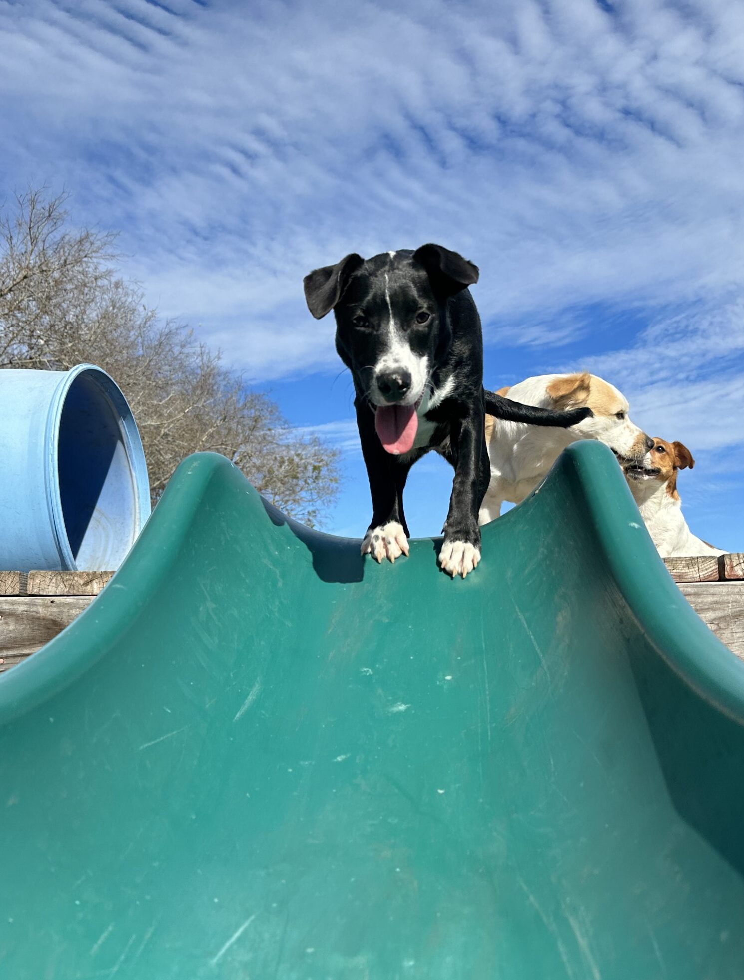 Dog daycare pflugerville tx