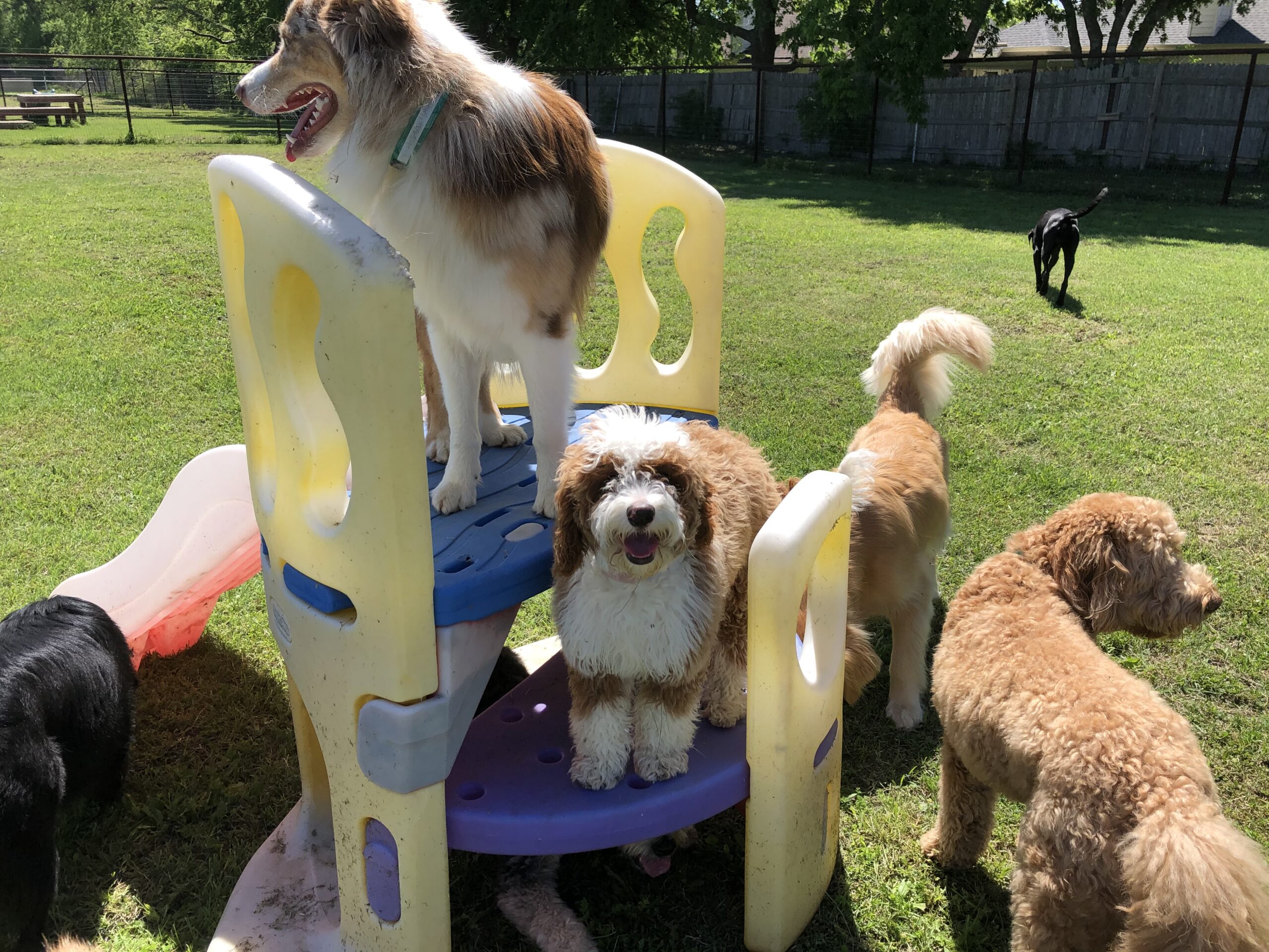 Dog daycare pflugerville tx