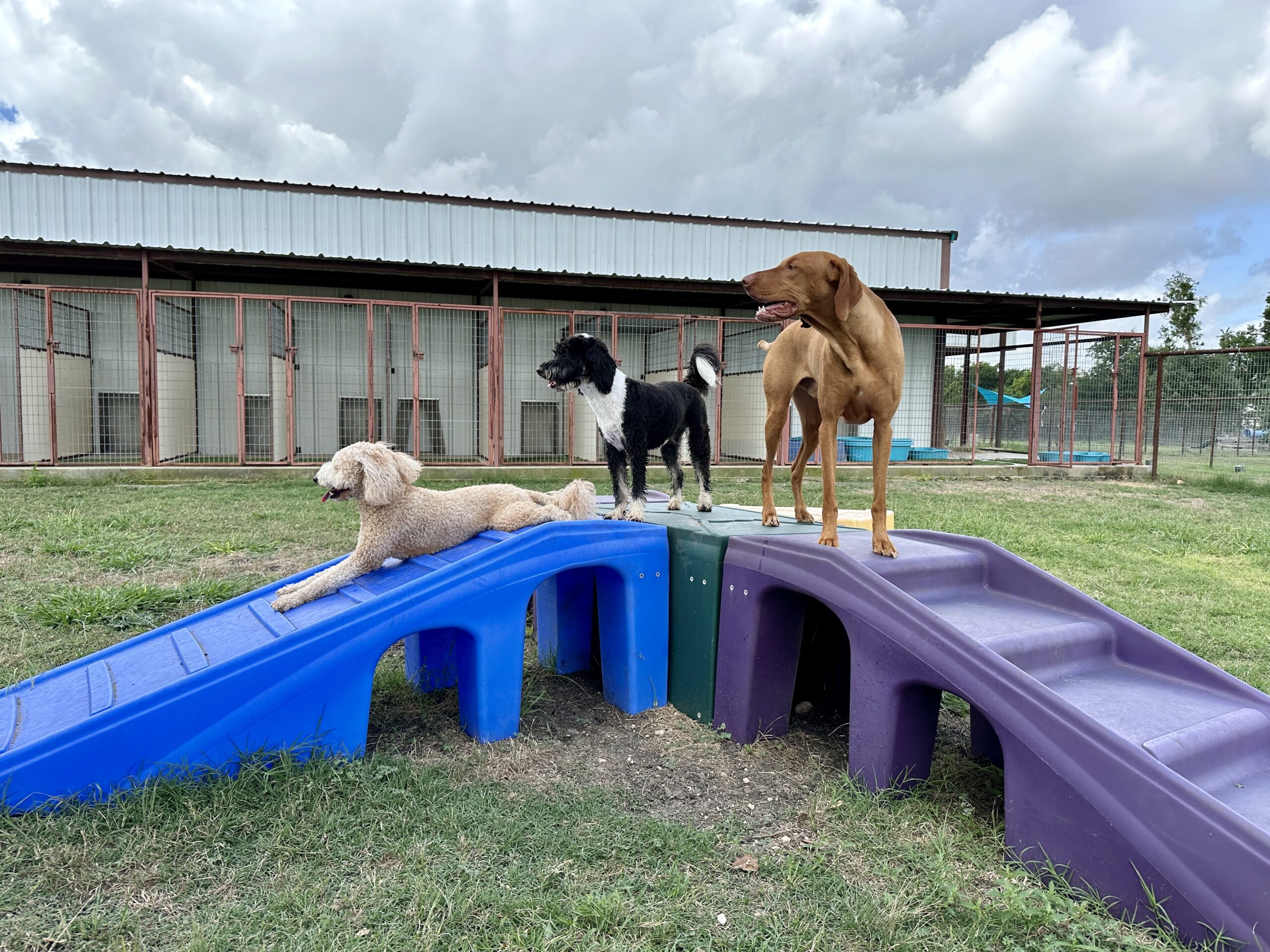 Dog Training pflugerville tx