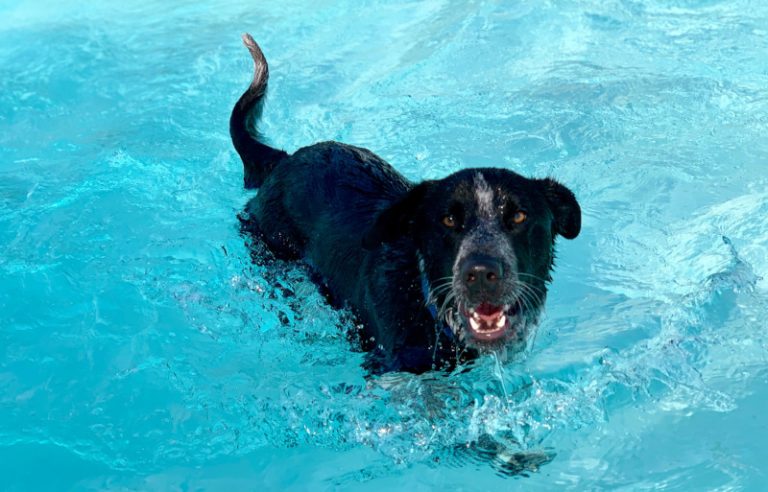 dog splash park pflugerville tx