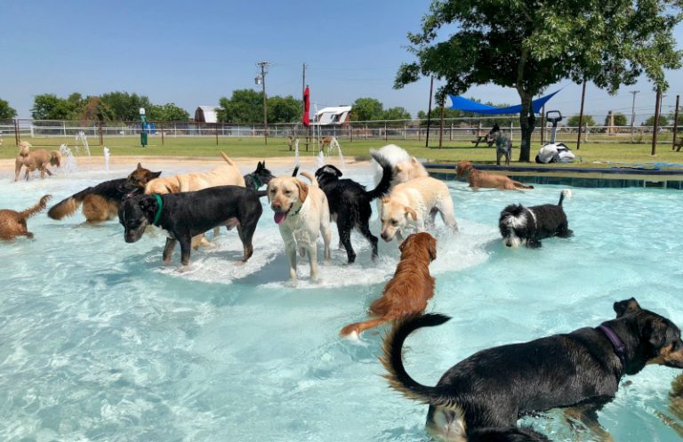 Splash Park at DogJoy Ranch