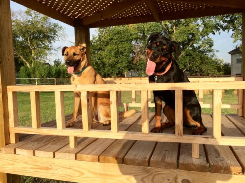 Dog daycare pflugerville tx