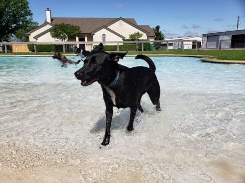 Splash Park at DogJoy Ranch