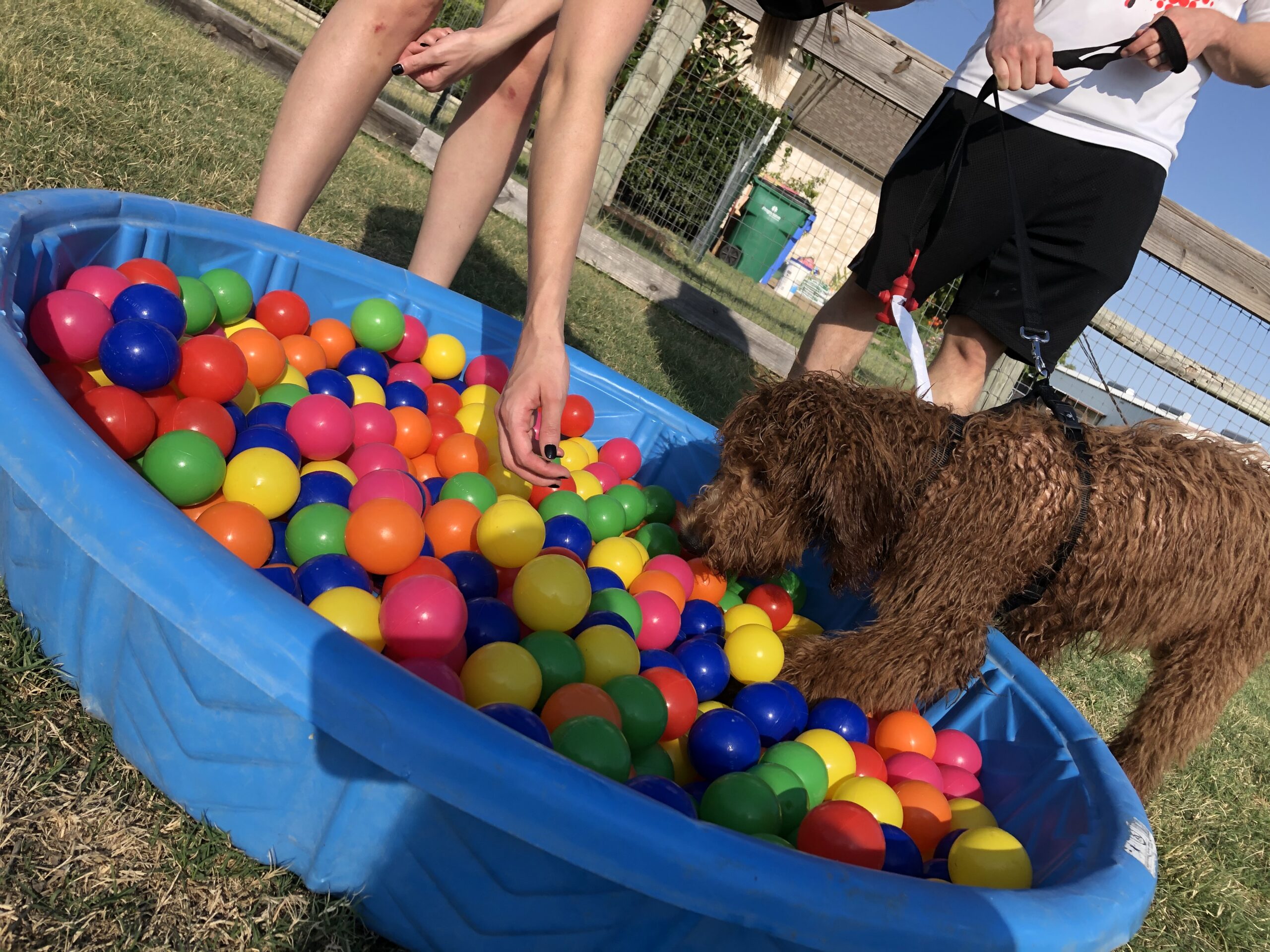 Splash Park at DogJoy Ranch