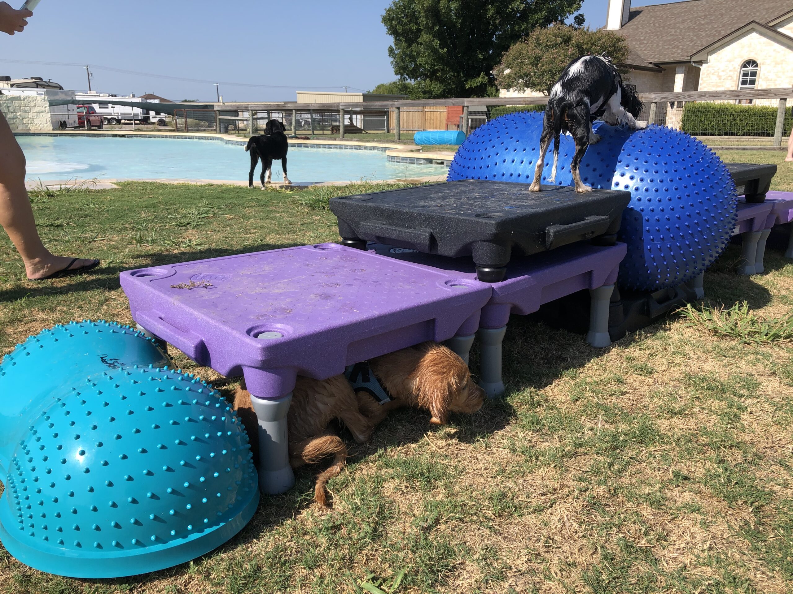 DogJoy Ranch