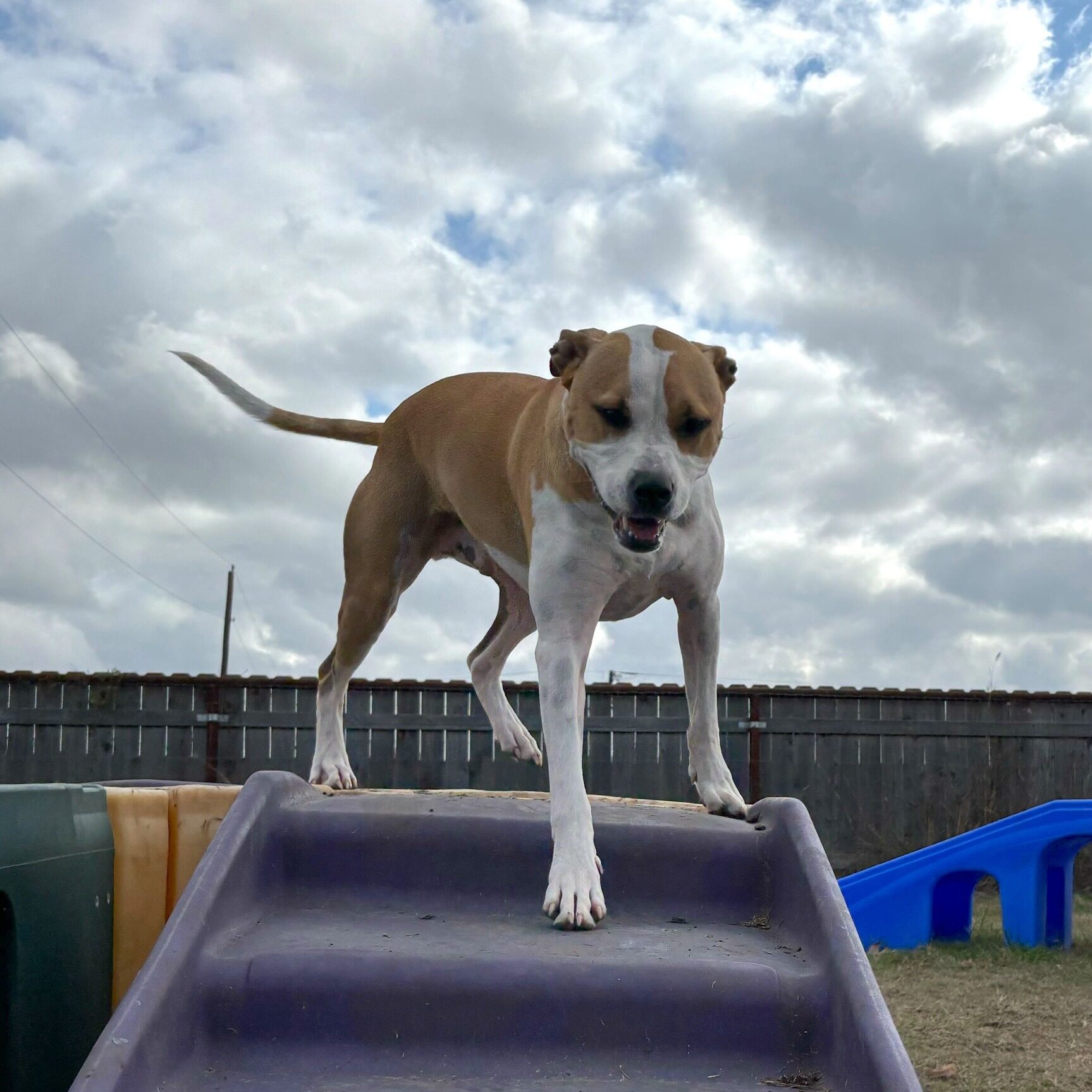 Brown and white dog standing on top of purple play equipment at DogJoy