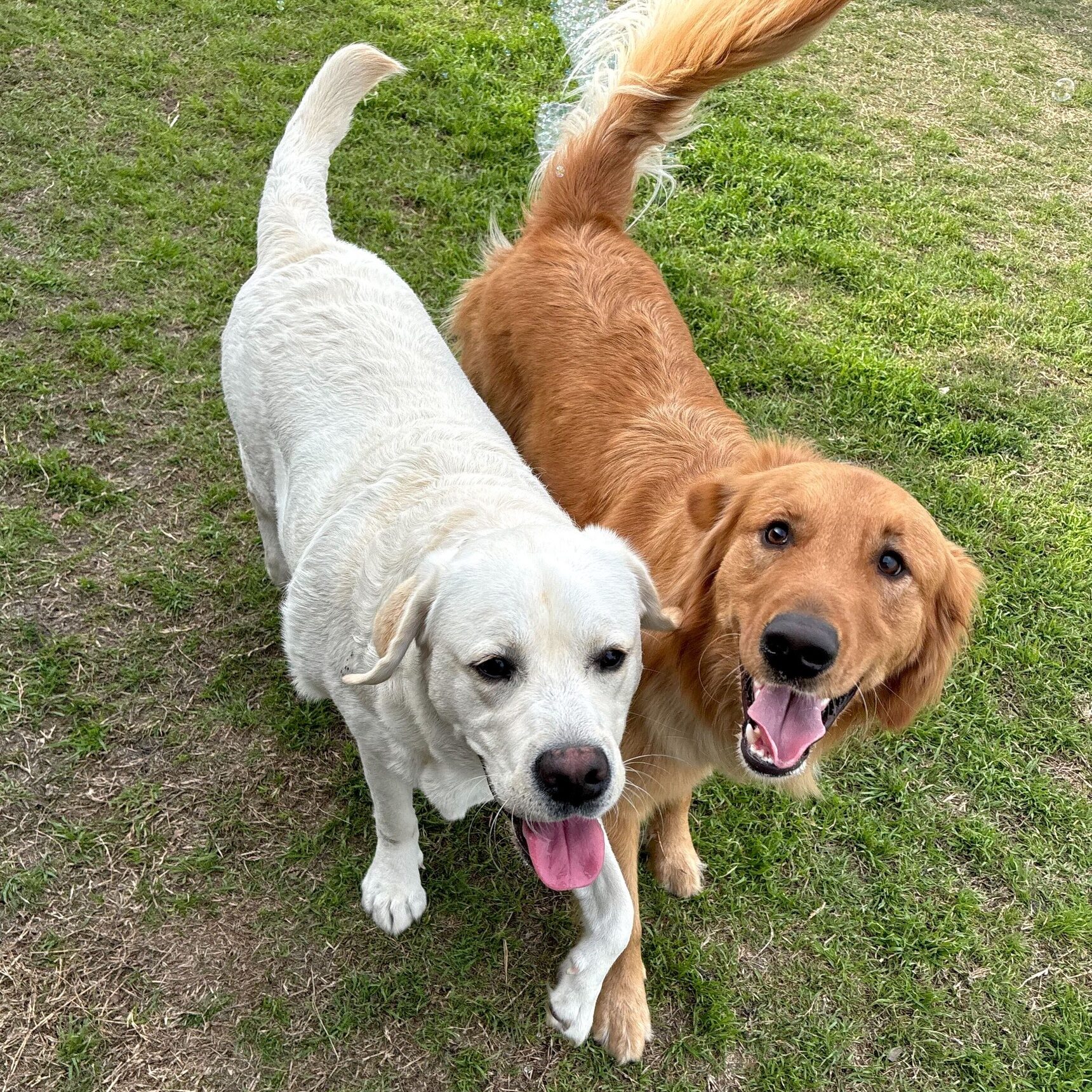 Lab and retriever playing together at DogJoy