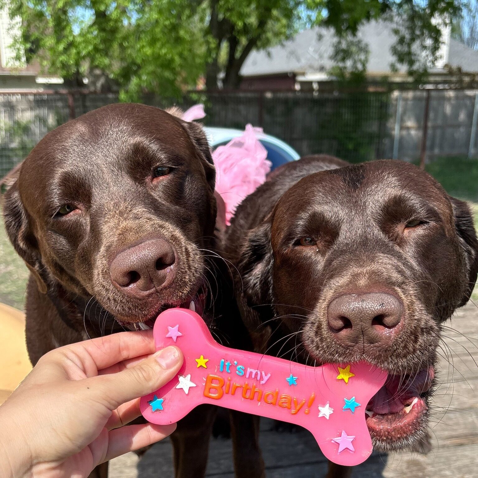 Two brown labs biting pink birthday bone treat at DogJoy