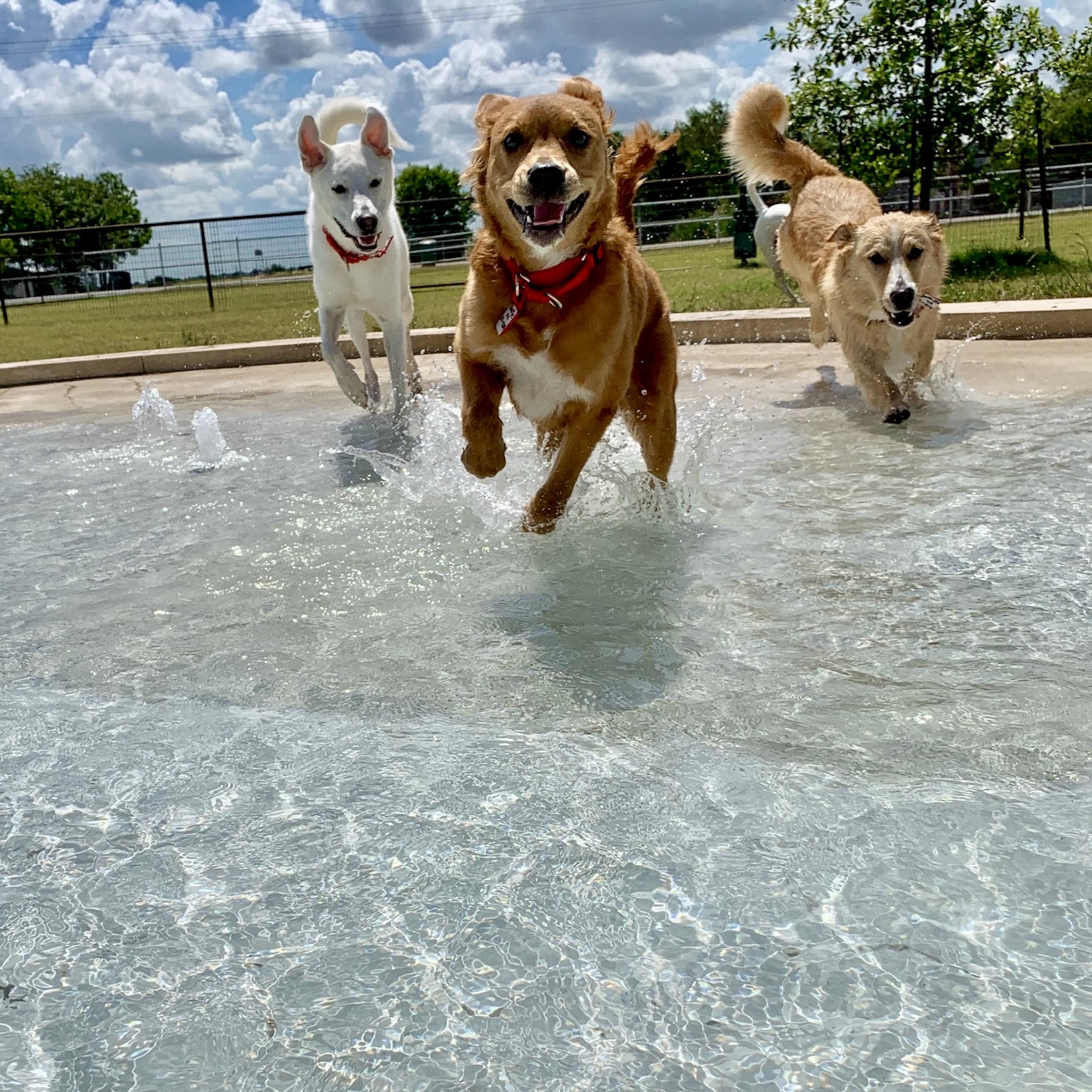 Three dogs running into clear pool at DogJoy