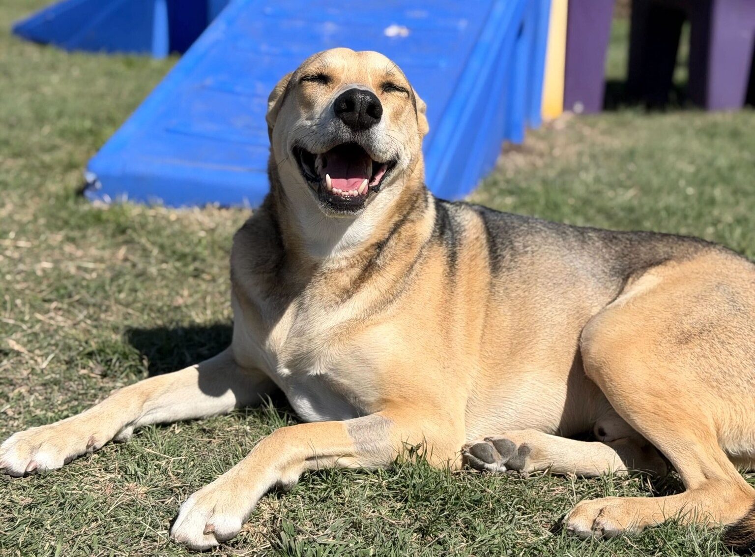 Happy dog smiling and laying in grass at DogJoy