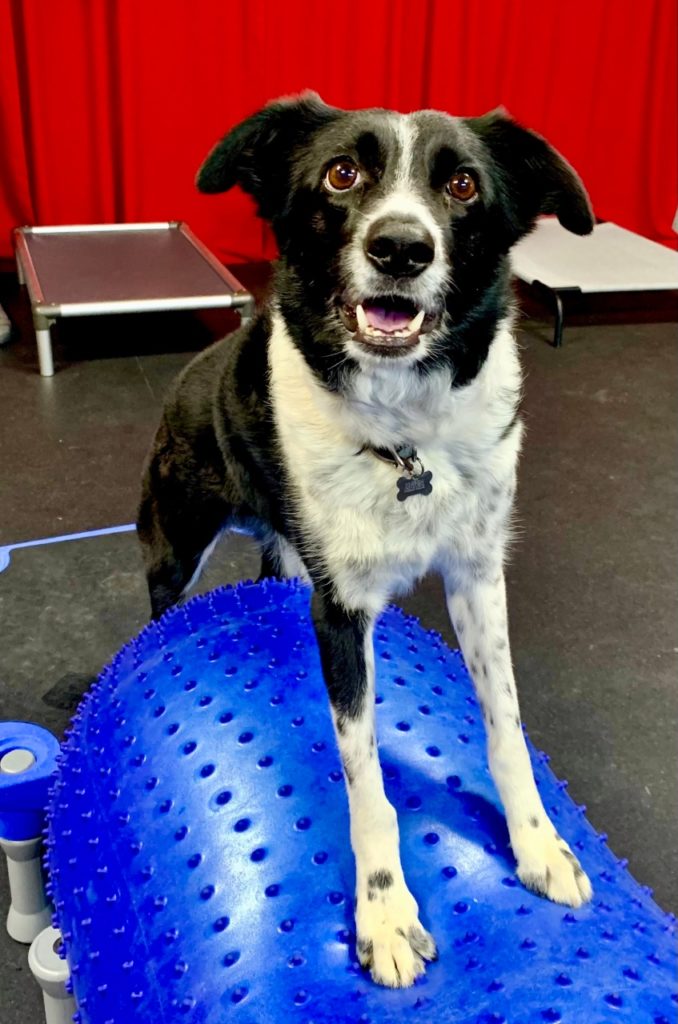 Black and white dog standing on blue training ball at DogJoy near Austin, TX