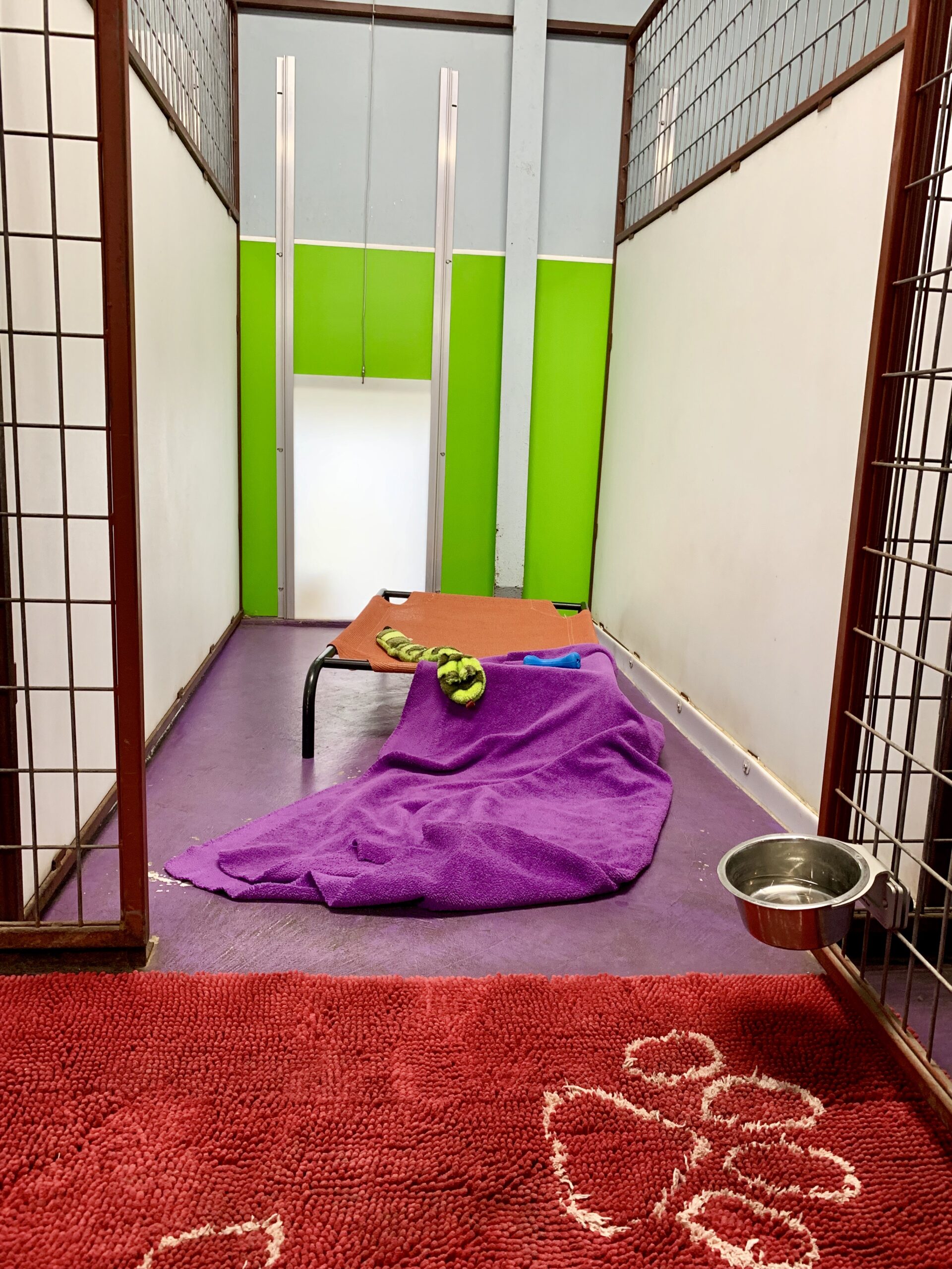 Boarding suite with purple blanket and orange cot at DogJoy near Austin, TX