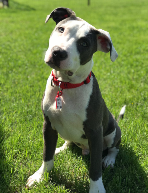 Gray and white dog with red collar tilting head at DogJoy near Austin, TX