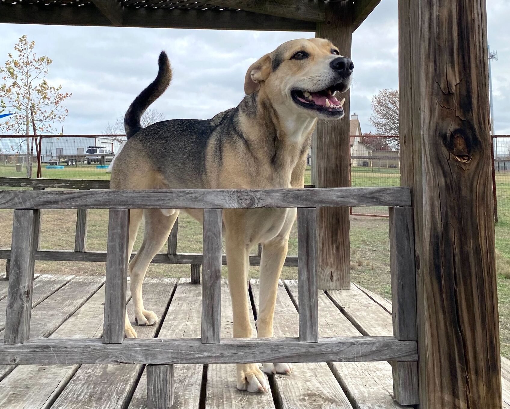 Happy dog standing on wooden play equipment at DogJoy near Austin, TX