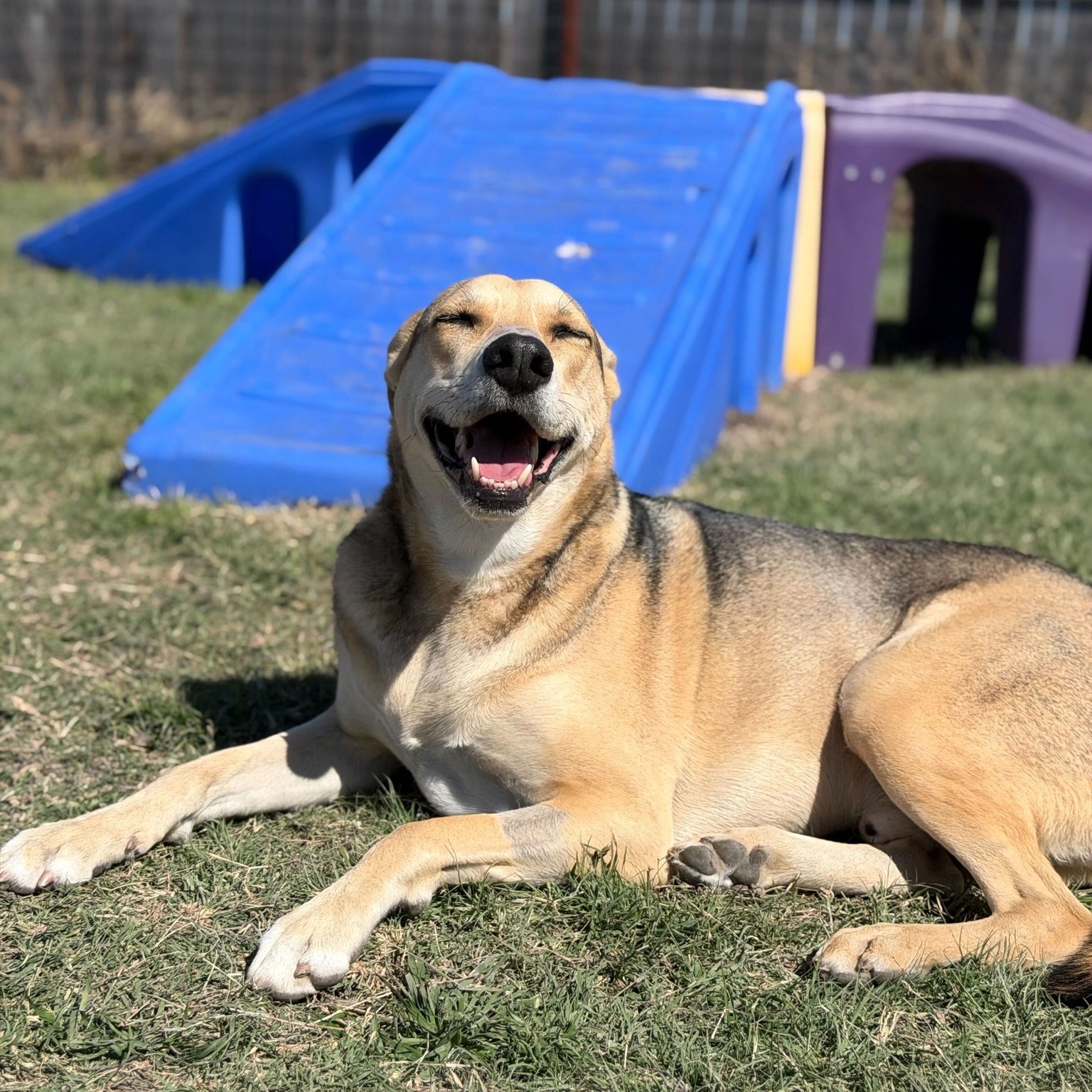 Smiling dog laying in grass in front of play equipment at DogJoy near Austin, TX