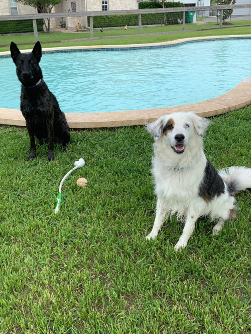 Two dogs sitting by pool with ball at DogJoy near Austin, TX