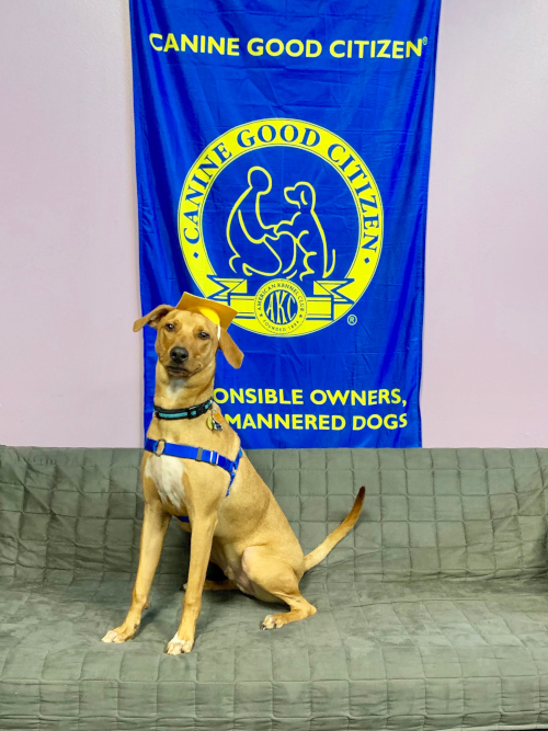 Yellow dog wearing graduate hat and sitting on couch at DogJoy near Austin, TX