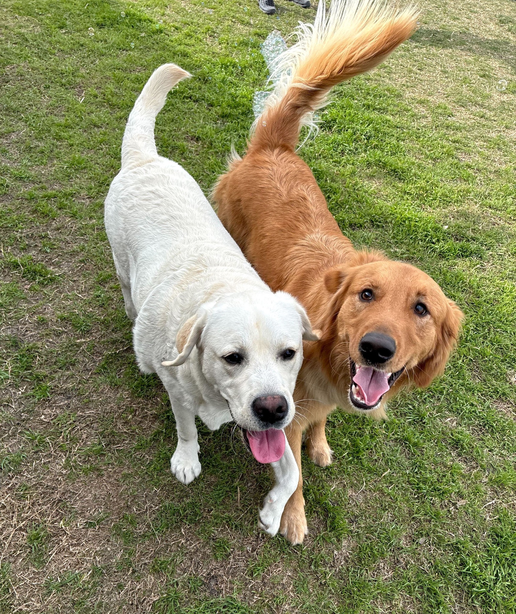 Yellow lab and golden retriever walking in grass at DogJoy near Austin, TX